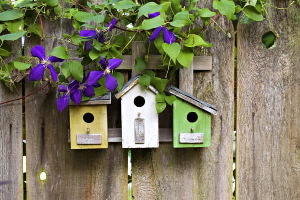 Picture of 4 Tips for Creating a Backyard Bird Habitat